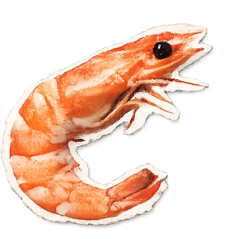 Shrimp